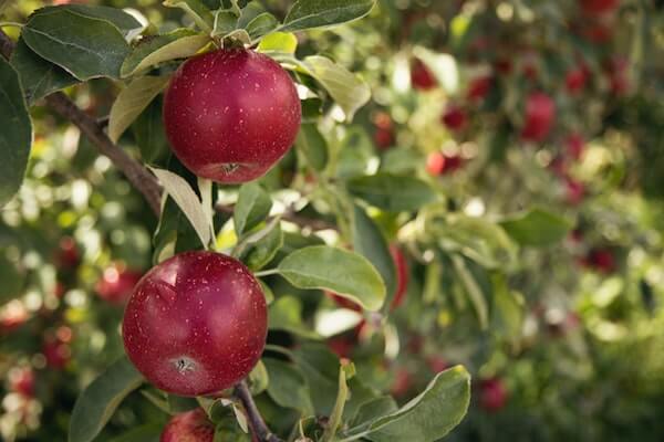 manzana de akane cosechada en francia